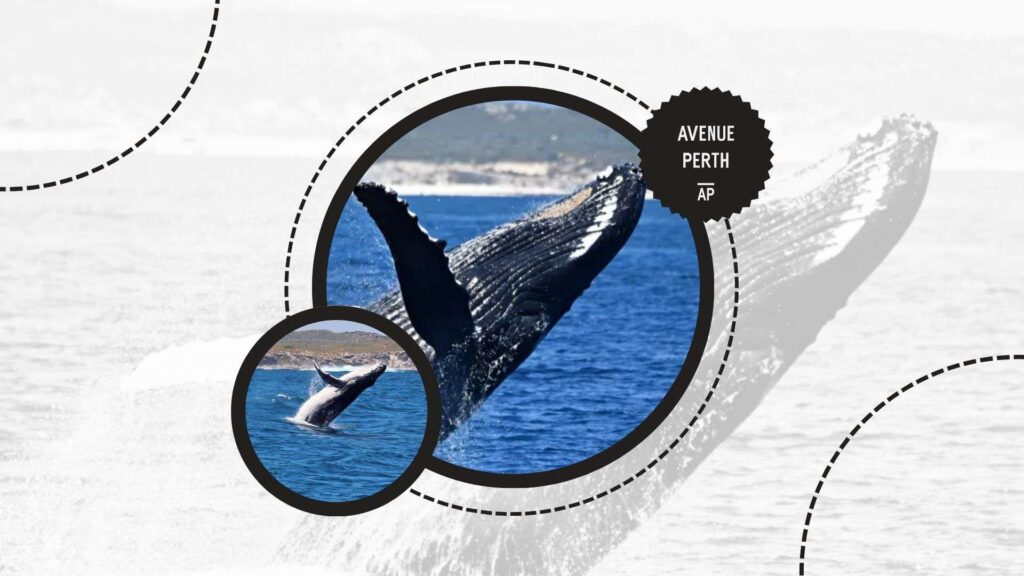 rottnest-whale-watching