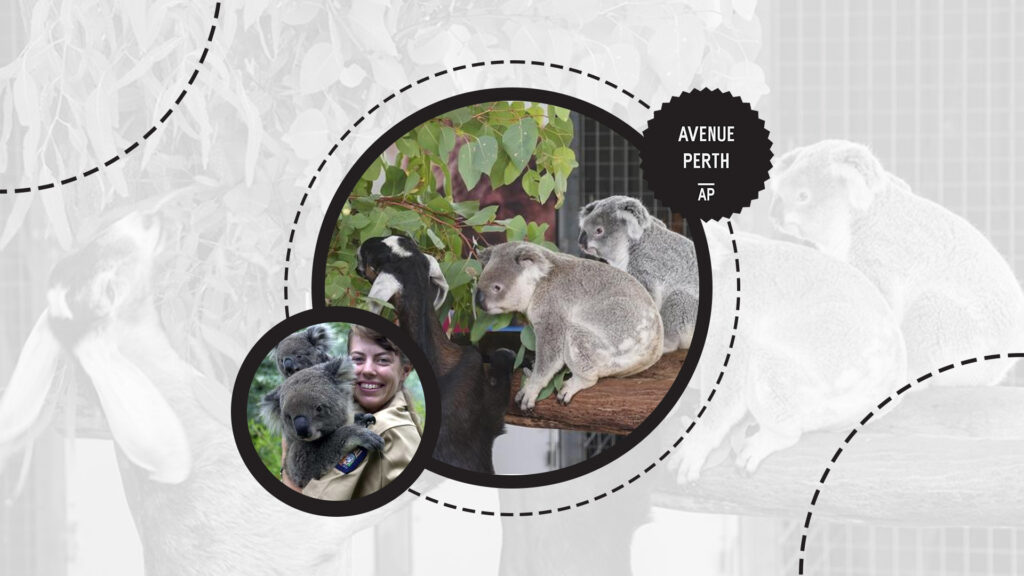 the-cohunu-koala-park