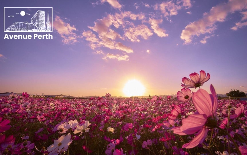 Perth’s Flower Haven The 5 Best Wholesale Florists in Perth